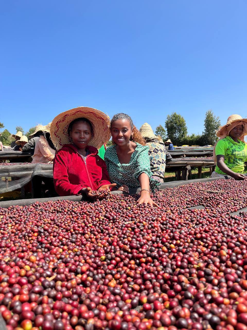 Coffee workers sorting ripe coffee cherries on raised beds in Ethiopia