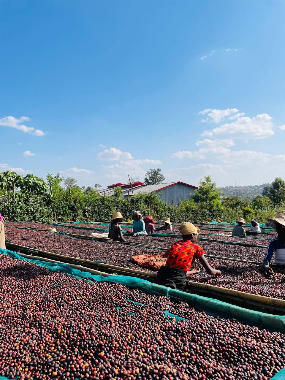 Coffee drying beds in Ethiopia under a clear blue sky