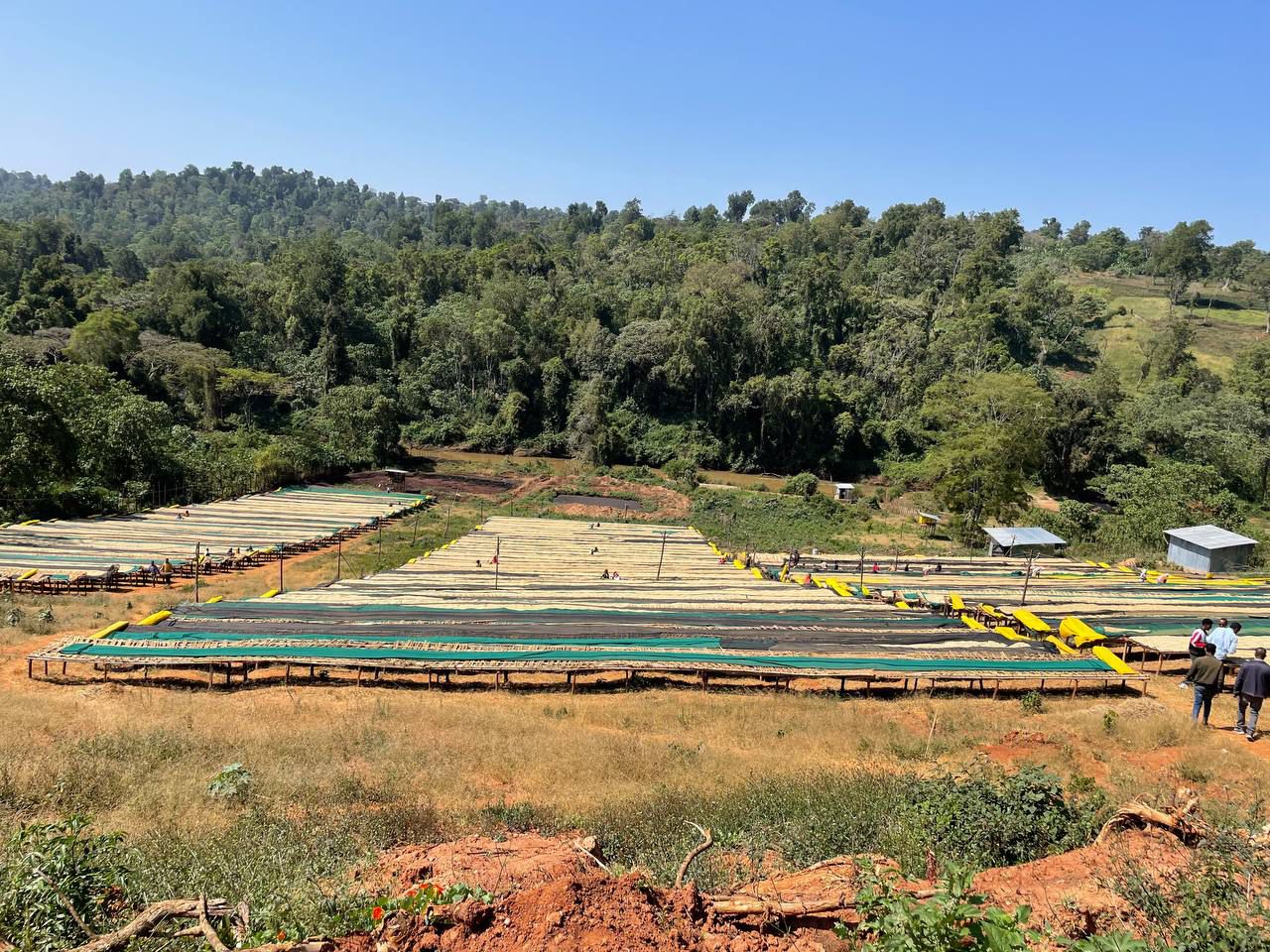 Wide view of Ethiopian coffee drying station and raised beds