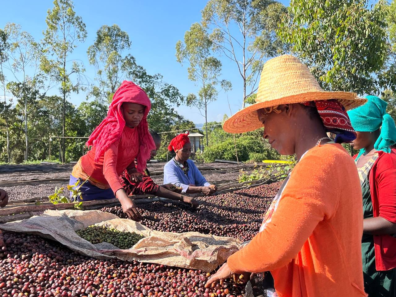 Hands sorting coffee cherries on raised beds