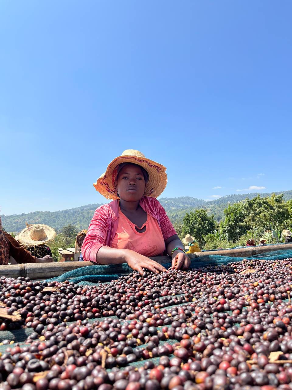 Coffee cherries drying near Ethiopian highlands