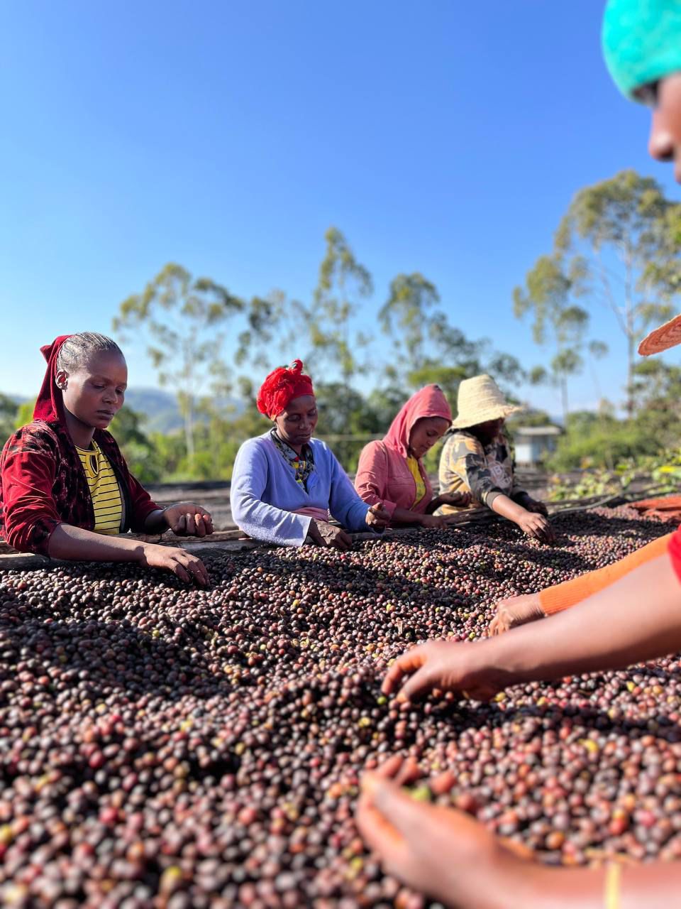 Workers sorting coffee cherries on raised beds