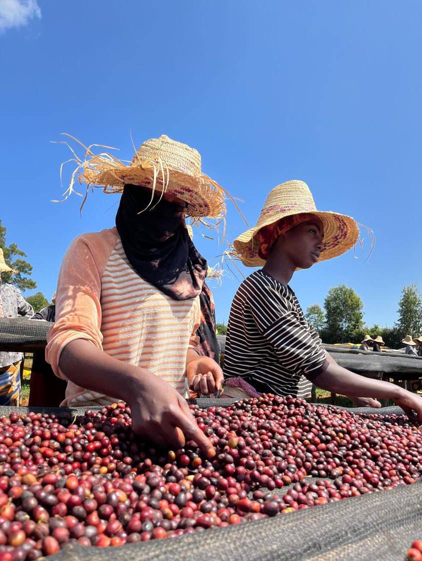 Coffee workers sorting cherries in straw hats