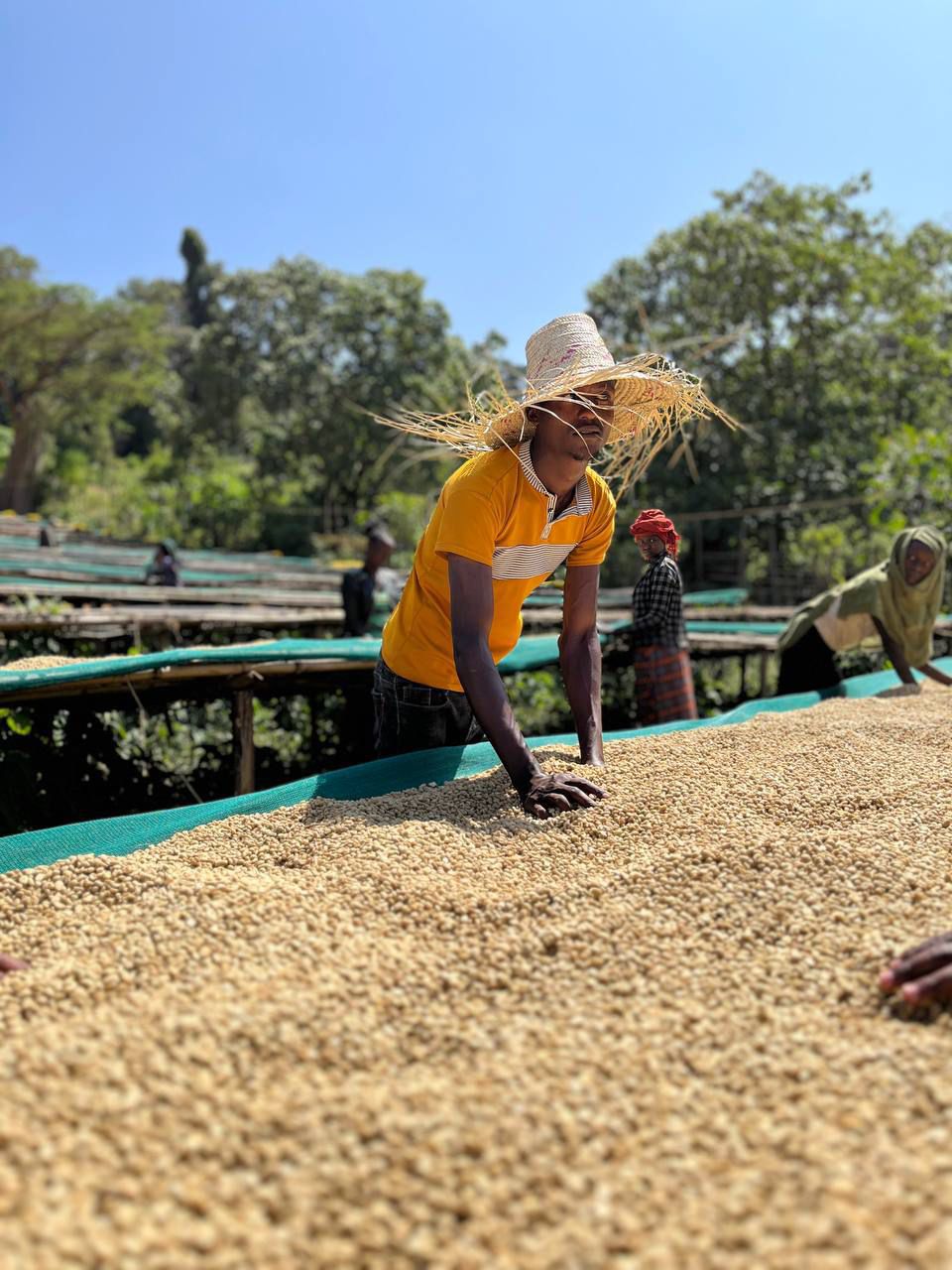 Washed coffee drying on raised beds in Ethiopia